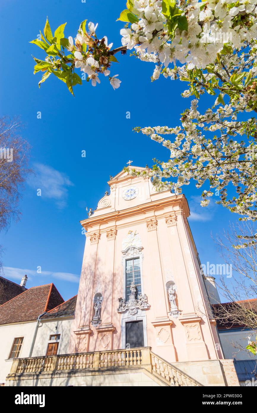 Mauerbach: Mauerbacher Charterhouse, Karthuserkirche, Blumenbaum in Wienerwald, Wienerwald, Niederösterreich, Niederösterreich, Österreich Stockfoto