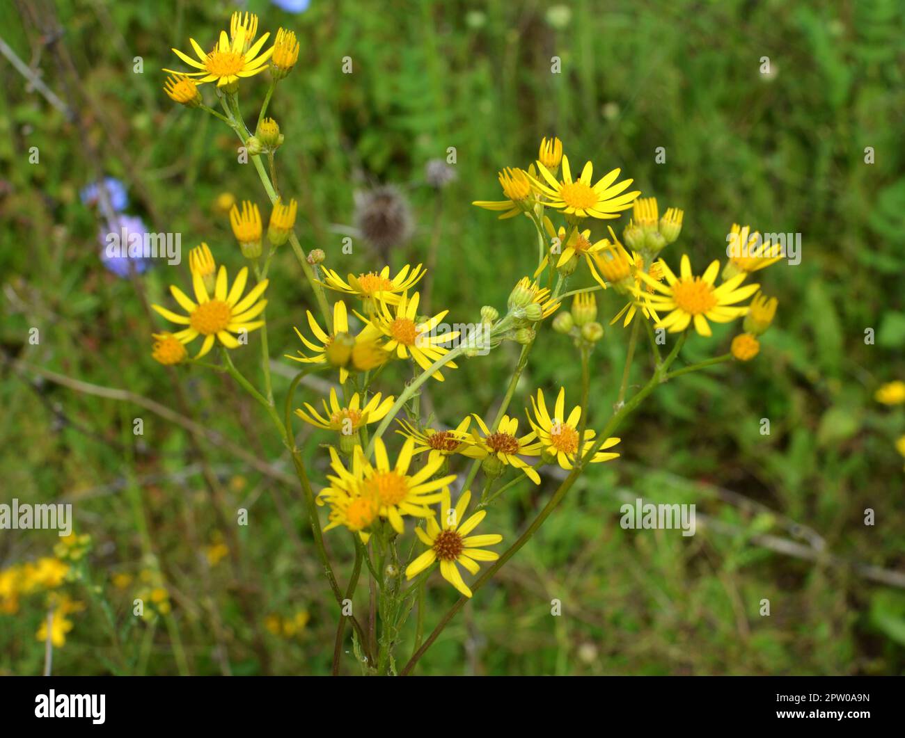 In der Wildnis wächst die Pflanze Jacobaea vulgaris unter den Gräsern Stockfoto