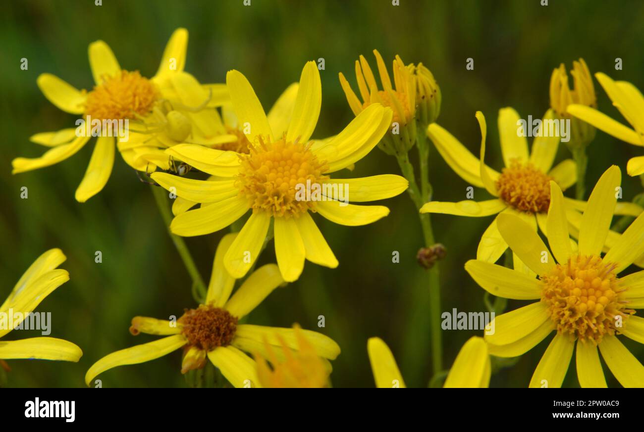 In der Wildnis wächst die Pflanze Jacobaea vulgaris unter den Gräsern Stockfoto