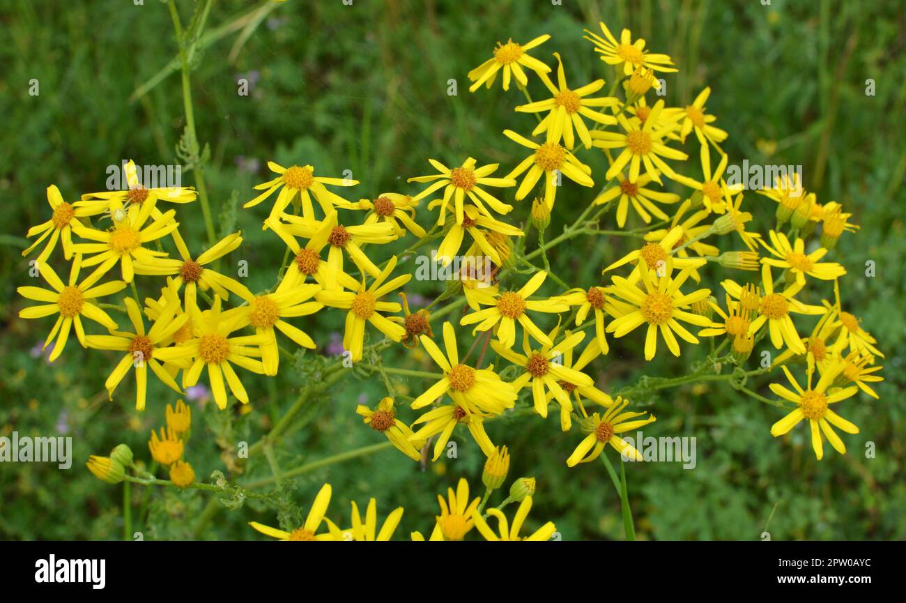 In der Wildnis wächst die Pflanze Jacobaea vulgaris unter den Gräsern Stockfoto