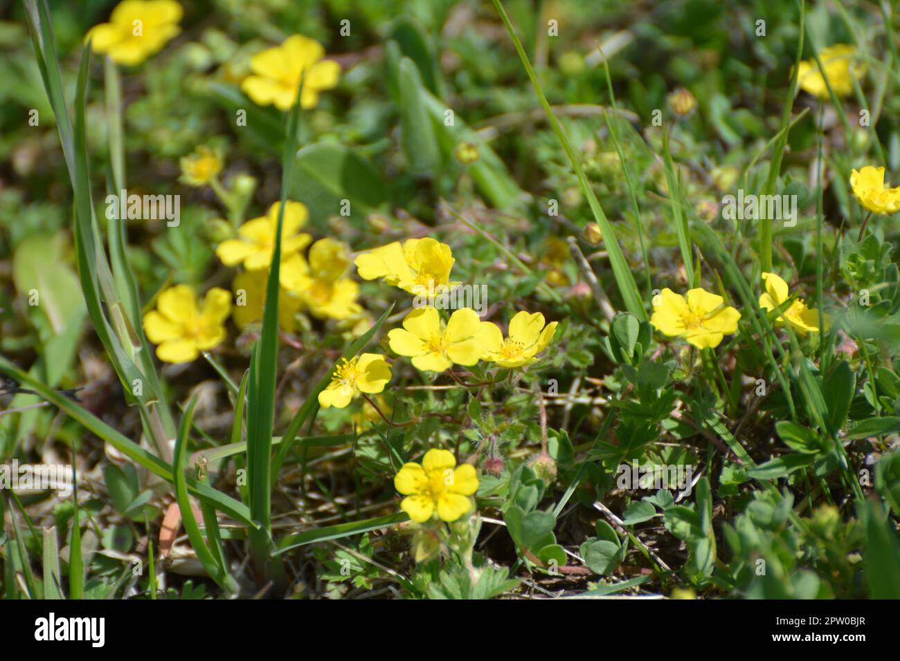 Im Frühling wächst Potentilla in freier Wildbahn Stockfoto Im Frühling wächst Potentilla in freier Wildbahn Stockfoto