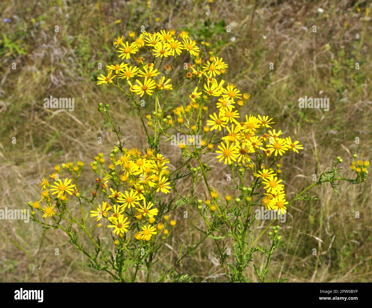In der Wildnis wächst die Pflanze Jacobaea vulgaris unter den Gräsern Stockfoto