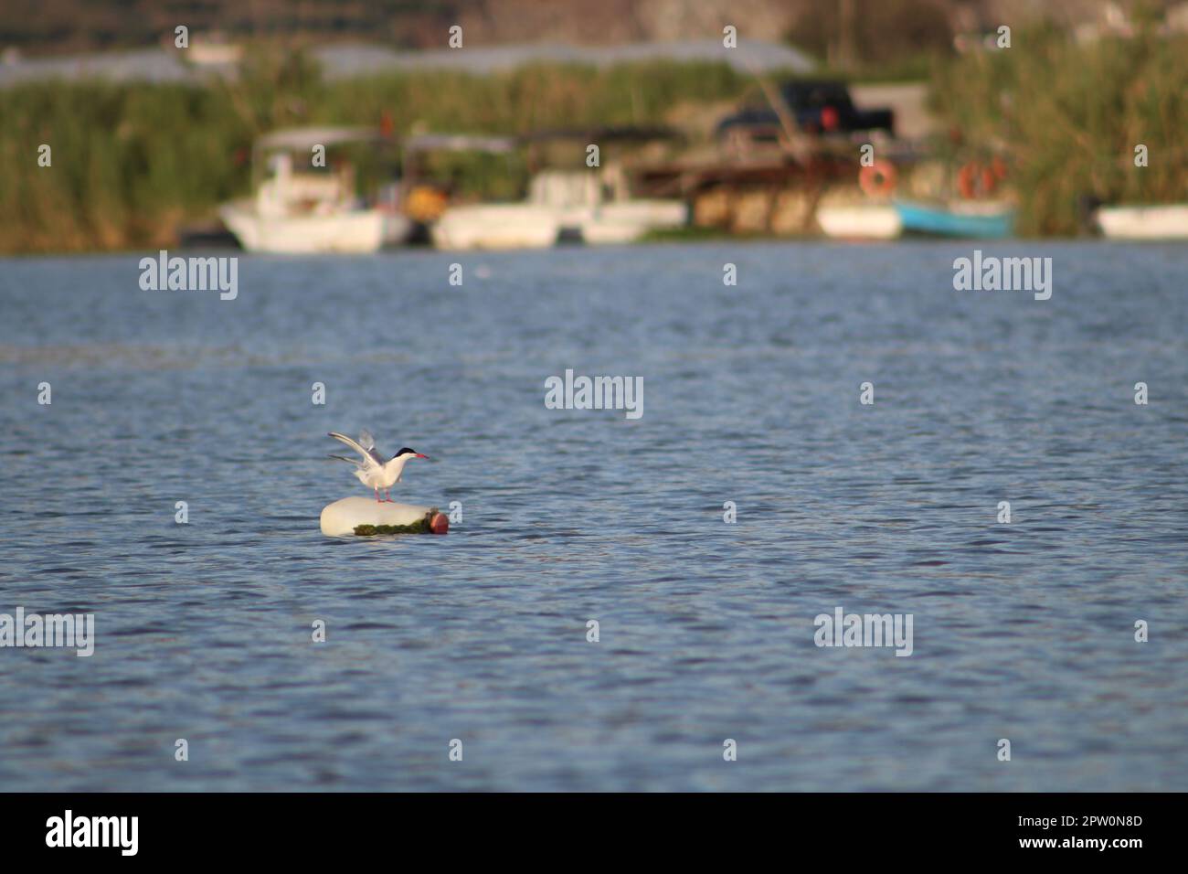 Eine Seezunge, die auf einer Plastikflasche ruht, die mitten im Mittelmeer geworfen wurde. Die Plastiktüte ist am Flügel des Vogels befestigt. Weltumwelttag. Stockfoto