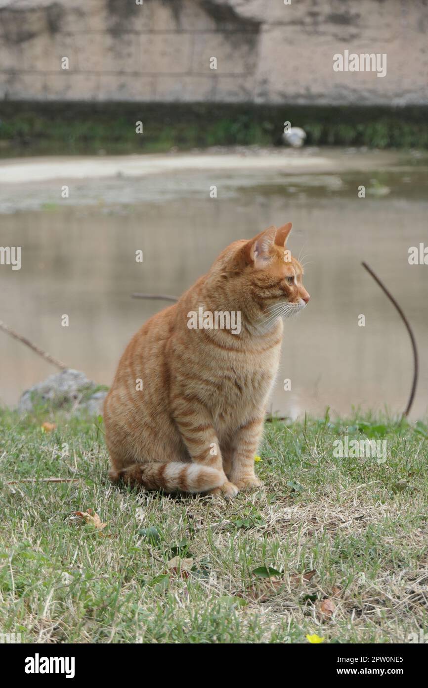 Eine rothaarige Katze sitzt vor einem Teich Stockfoto