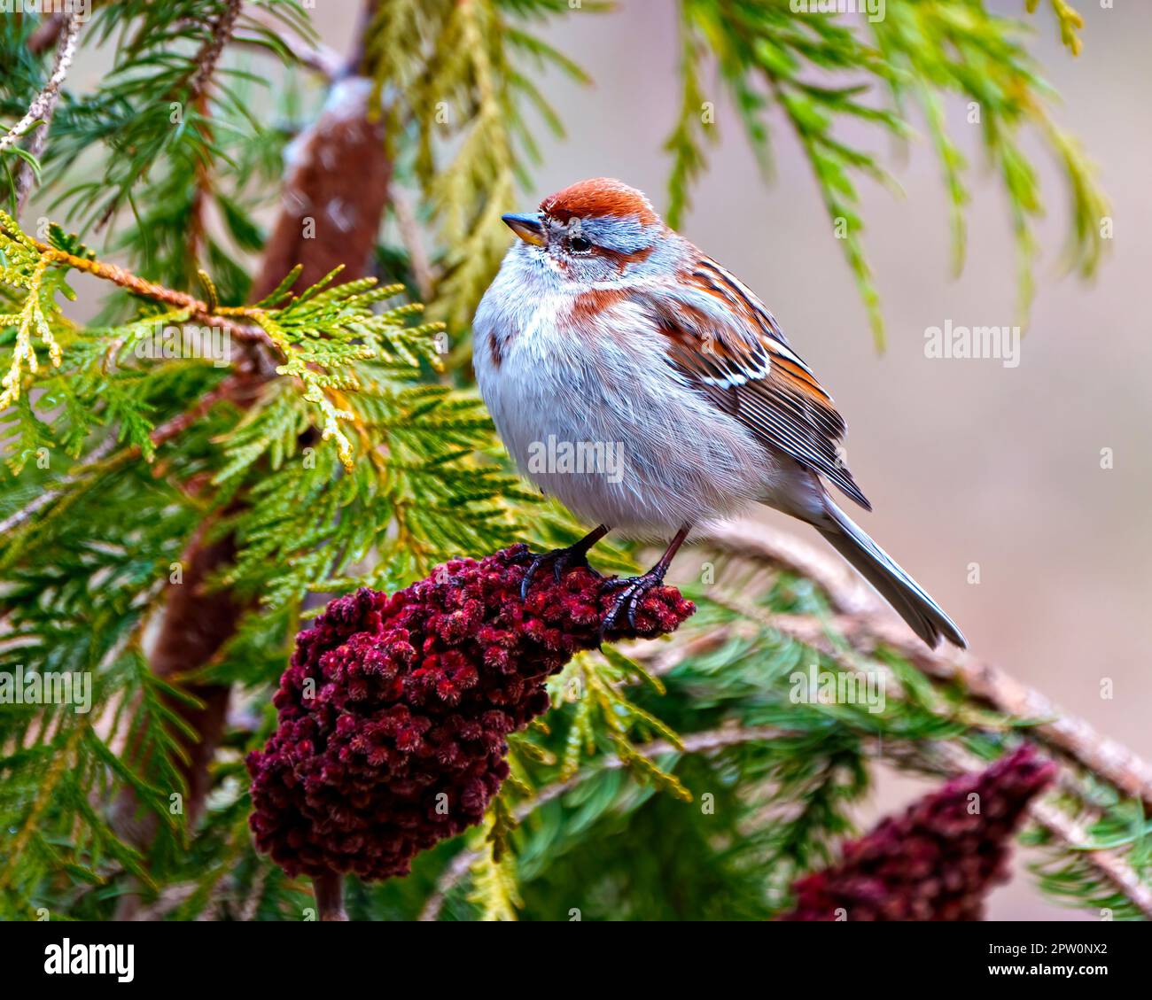 American Tree Sparrow aus nächster Nähe, hoch oben auf einem roten Horn in seiner Umgebung und seinem Lebensraum mit einem zederfarbenen Hintergrund. Spatz. Stockfoto