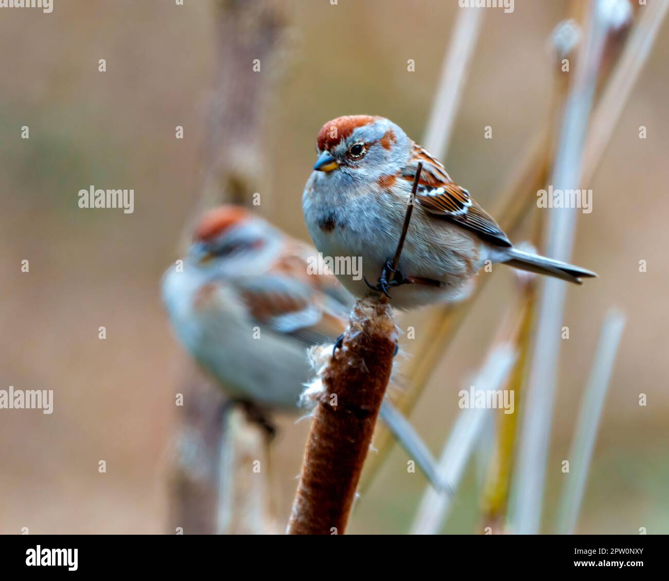 American Tree Sparrow aus nächster Nähe, hoch oben auf einem Cattail Ast in seiner Umgebung und seinem Lebensraum mit einem verschwommenen Vogelhintergrund. Spatz. Stockfoto