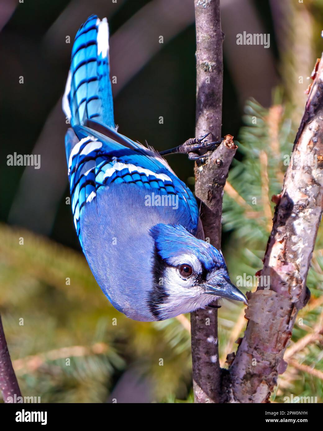 Blue Jay aus nächster Nähe, hoch oben auf einem Zweig mit einem unscharfen Hintergrund in der Waldumgebung und dem Lebensraum mit blauen Federflügeln. Stockfoto