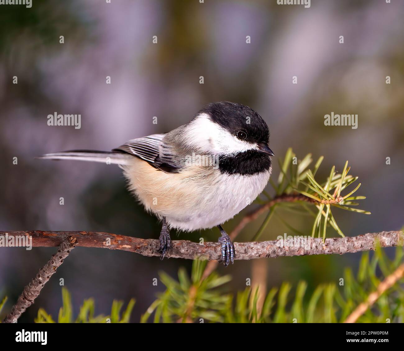 Nahaufnahme der Chickadee hoch oben auf einem Ast mit unscharfem Nadelhintergrund in ihrer Umgebung und Umgebung. Stockfoto