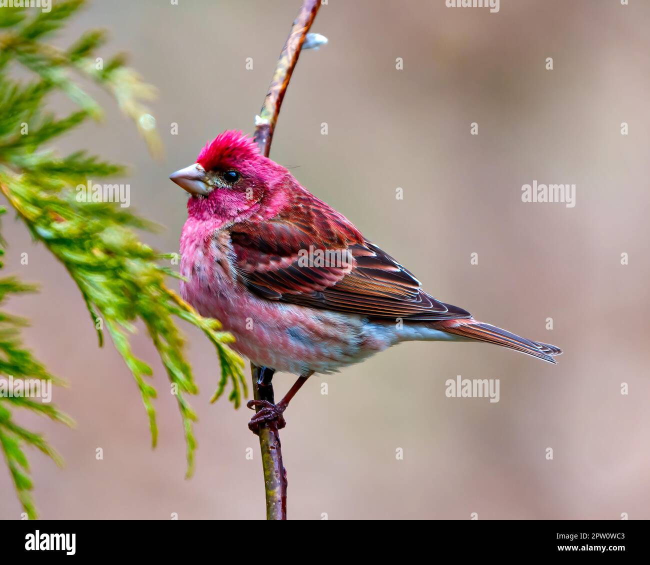 Purple Finch, männliche Nahaufnahme, hoch oben auf einem Ast mit Knospen und roter Farbe mit weichem, unscharfem braunem Hintergrund. Finch Picture Stockfoto