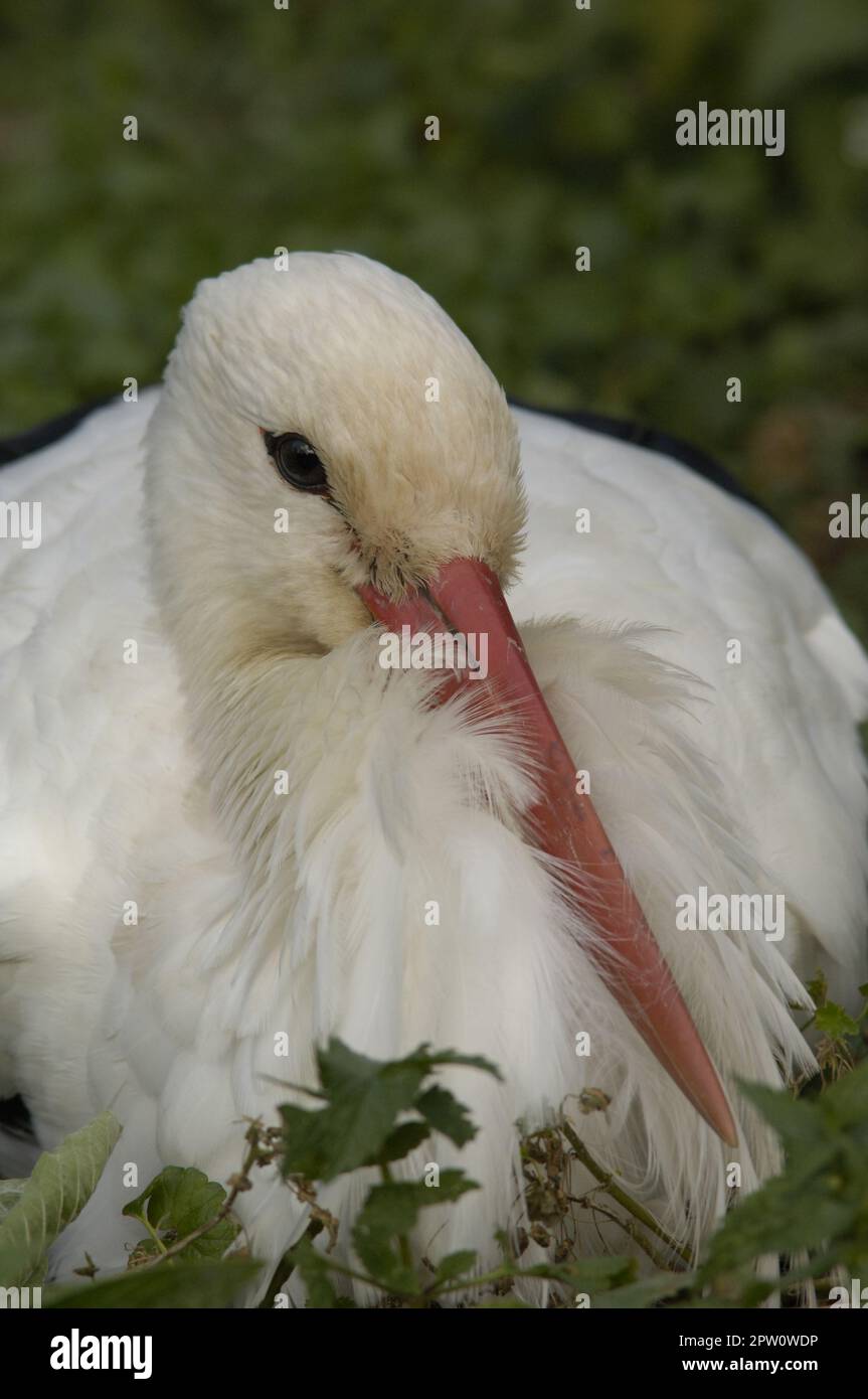 Porträt eines weißen Storchs, der im Gras ruht Stockfoto