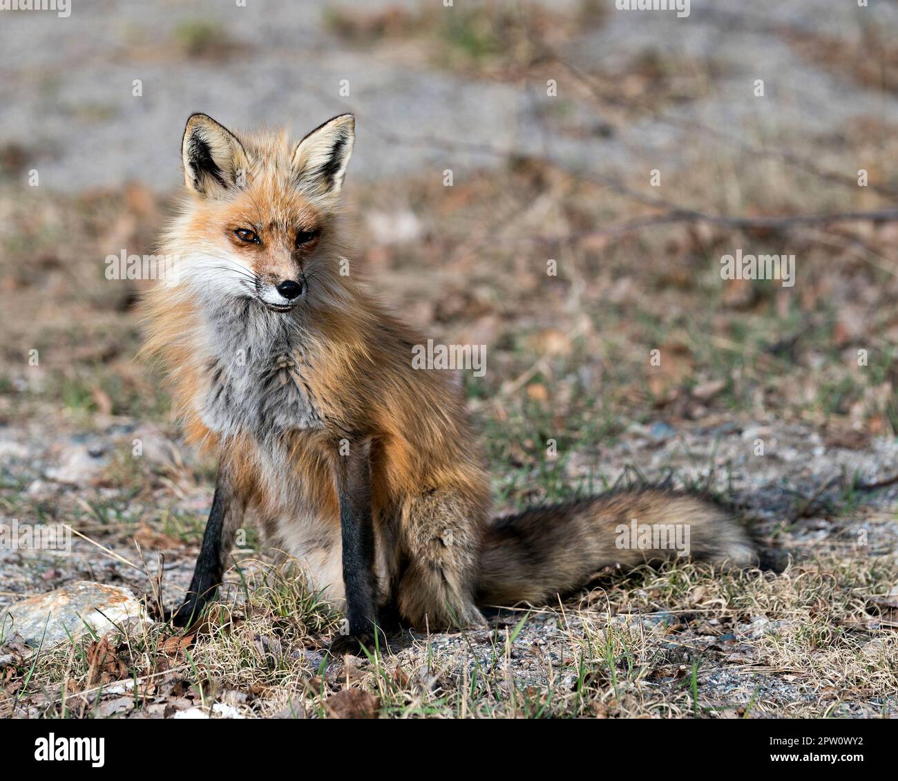Rotfuchs, der im Frühling vor einem verschwommenen Hintergrund sitzt und Fuchsschwanz, Fell, in seiner Umgebung und seinem Lebensraum anzeigt. Bild. Hochformat. Foto. Fox-Bild Stockfoto