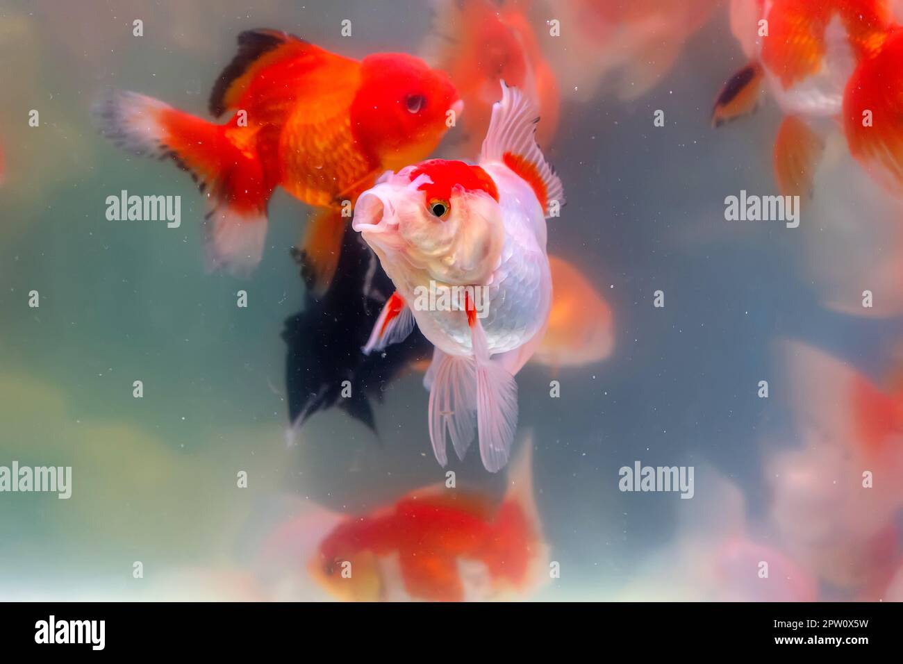 Der Goldfisch im Schrank. Stockfoto
