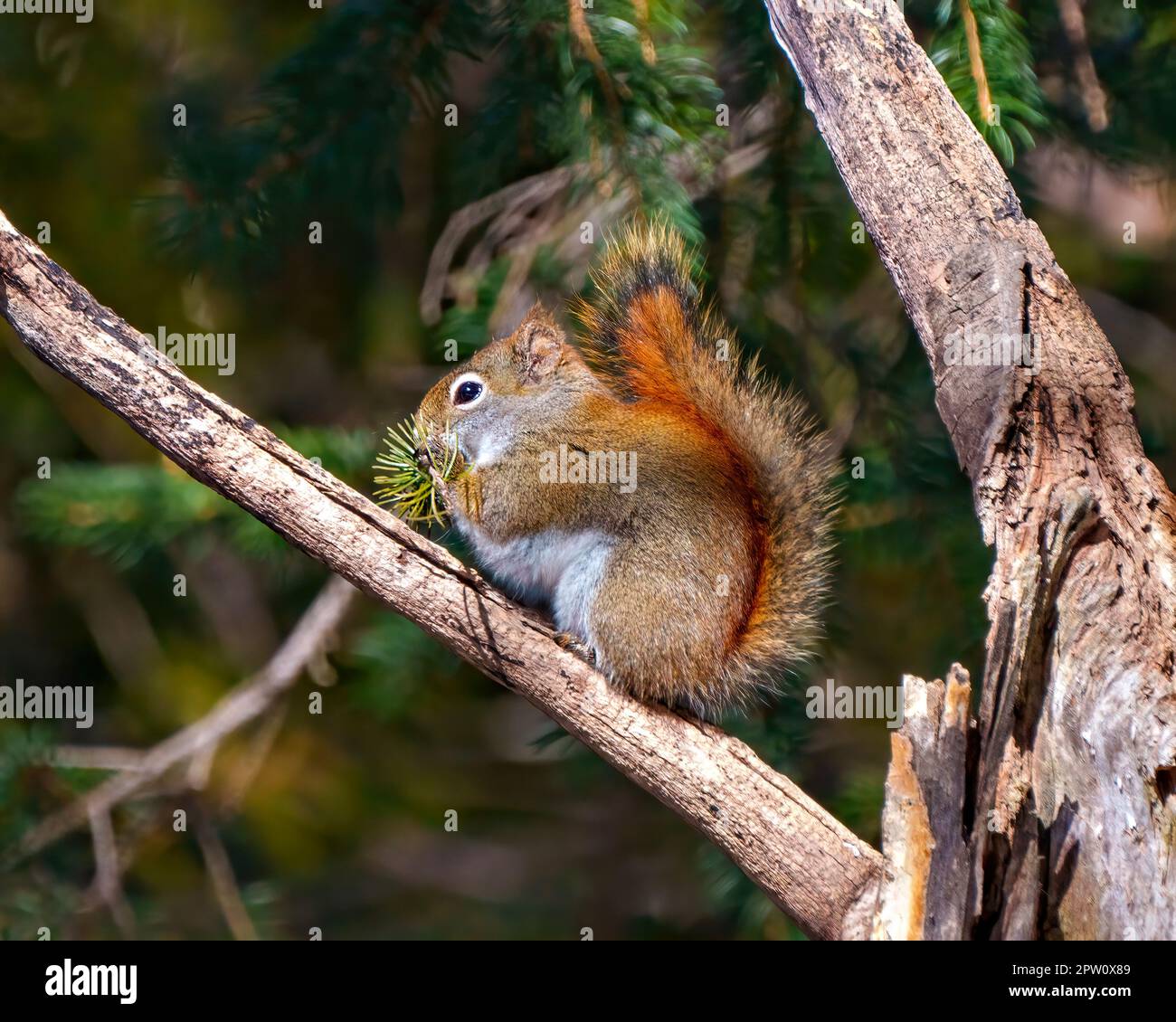 Eichhörnchen aus nächster Nähe auf einem Ast stehend und isst mit einem weichen, verschwommenen Waldhintergrund in seiner Umgebung und seinem Lebensraum, Stockfoto