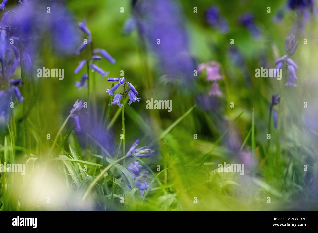 Schöne Glockenblumen in wunderschönem Waldland, weiche Vordergründe, aufgrund der unterschiedlichen Fokussierung Stockfoto