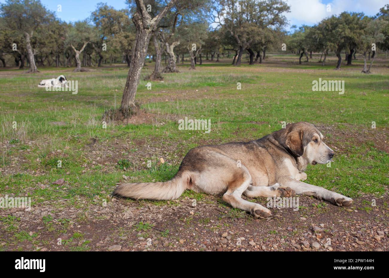 Spanische Mastiffhunde, die sich im Bundesstaat dehesa ausruhen. Ausgezeichnetes, umfangreiches Tierschutzhund Stockfoto