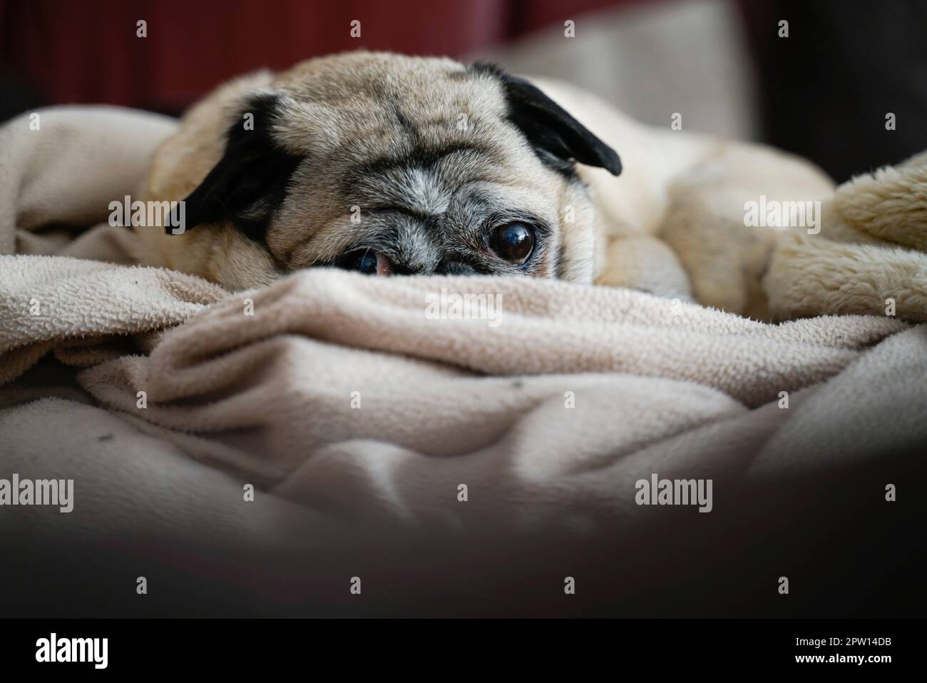Ein 11 Jahre alter Hund auf dem Sofa. Der beige Hund kuschelt sich in eine beige Decke. Er schaut in die Kamera. Die Ohren werden aufmerksam nach vorne geschoben. Stockfoto