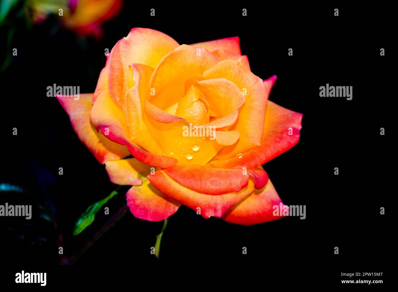 Leuchtende und romantische pfirsichfarbene Rose in orangefarbenen und roten Blütenblättern Stockfoto