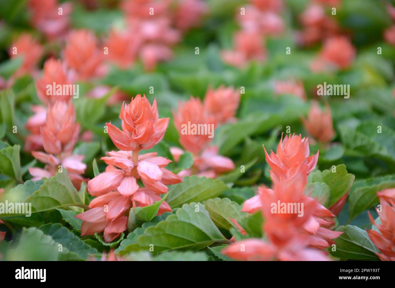 Rote Blumen Salvia splendens Wärme liebenden Pflanzen. Jährliche Werk der Schönen roten Blumen im Garten Beet Stockfoto