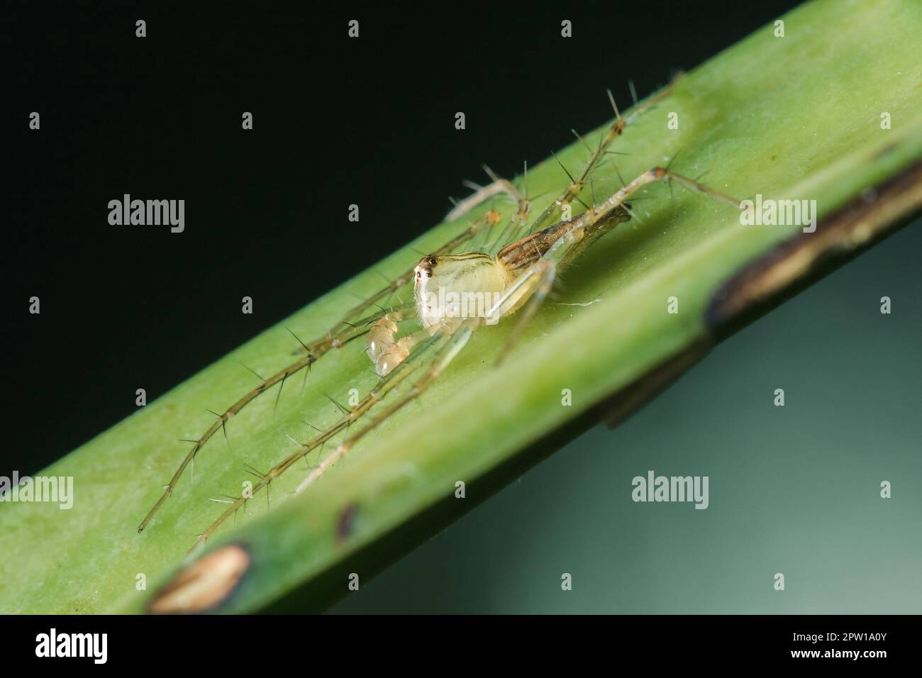 Oxyopes javanus Throll auf den Blättern kann springen, um Beute zu fangen. Stockfoto