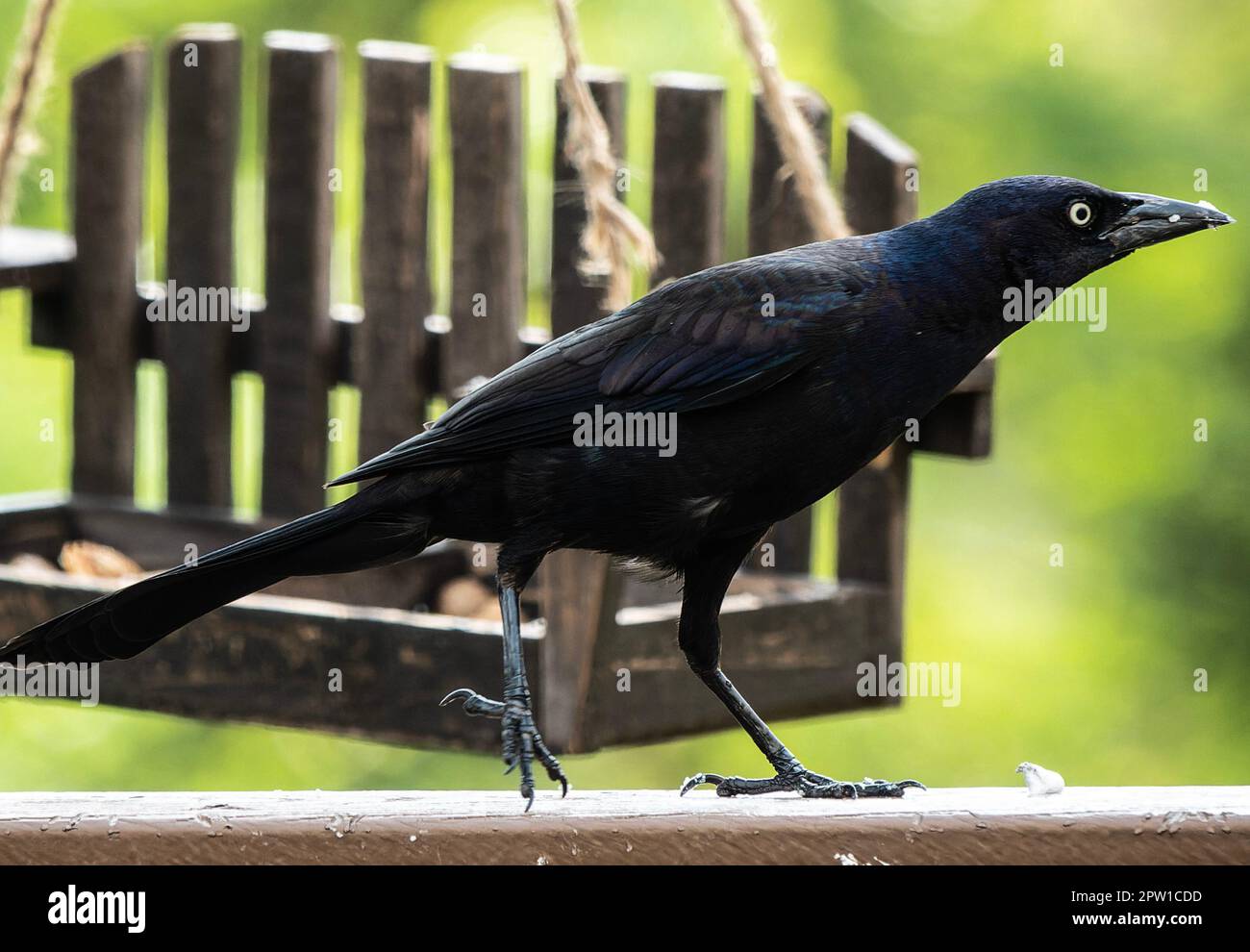 Ein Grab kommt an Deck an Stockfoto