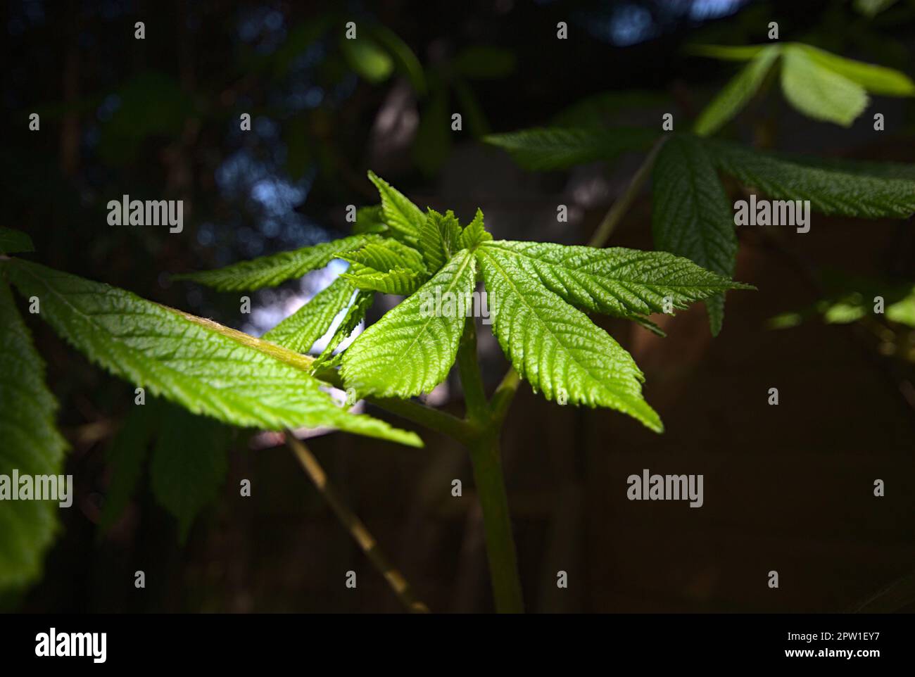 Rosskastanienblätter, frisches Frühlingswachstum mit Vignette. Stockfoto