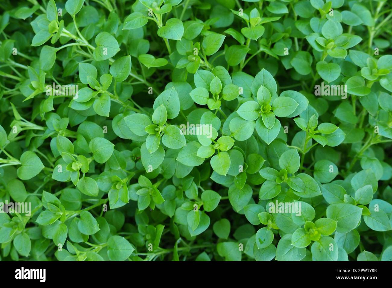 Stellaria Media, Hühnchen. Kicherkraut ist ein Kraut, das Salaten und anderen Lebensmitteln hinzugefügt wird. Lieblingsessen für Hühner. Grüner natürlicher Hintergrund. Jährlich und pro Stockfoto