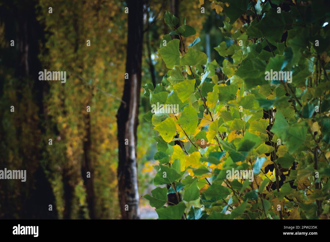 Pappelbäume färben sich zu Beginn des Herbstes. Nahaufnahme. Stockfoto