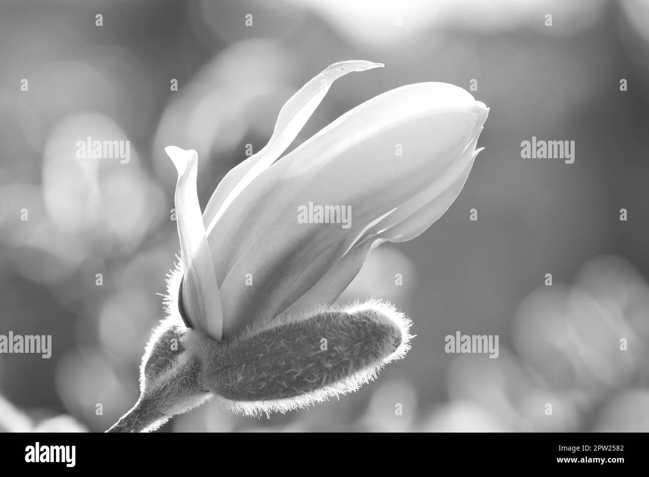 Magnolienblüte auf einem Magnolienbaum in Schwarz-Weiß. Magnolienbäume sind in der Blütezeit eine wahre Pracht. Ein Blickfang in den Landc Stockfoto