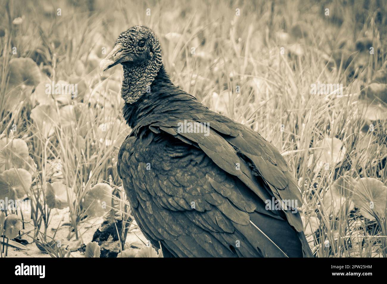 Tropischer Schwarzgeier Coragyps atratus brasiliensis einsam auf dem Mangroven- und Pouso-Strand-Sand in der Natur von Ilha Grande Rio de Janeiro Brasilien. Stockfoto