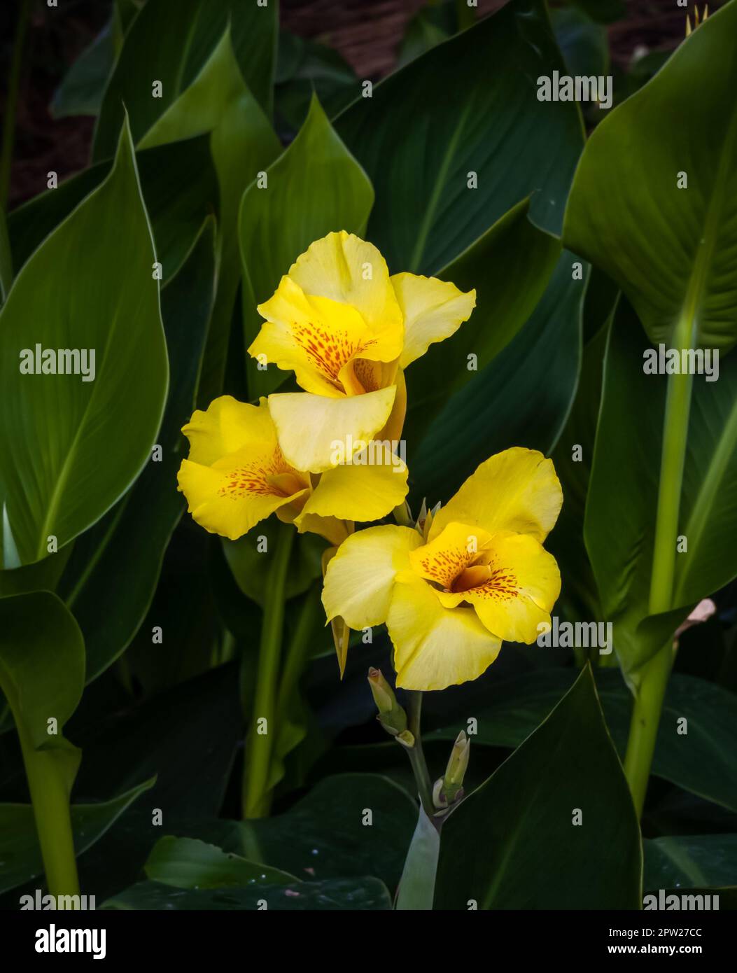 Hibiskusblumen schließen sich in einer Gartenumgebung Stockfoto
