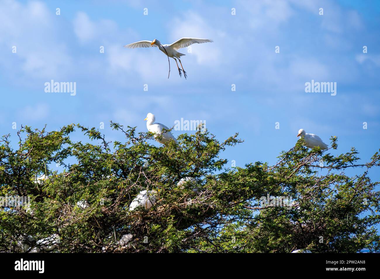 Fliegende und nistende Rinderreiher aus St. kitts und nevis Stockfoto