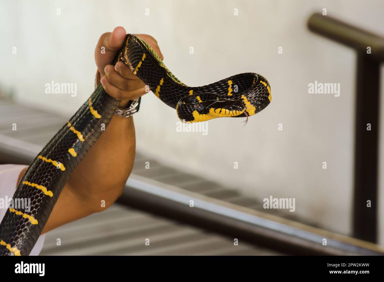 Malayan Krait ist auf der Hand eines Mannes. Eine Schlange mit schwarzen und weißen Streifen entlang der Körperlänge. Stockfoto