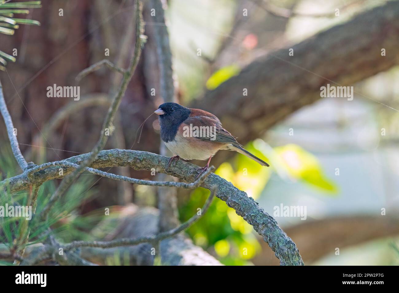 Dark Eyed Junco in Oregon Phase Colors im Point Lobos State Natural Reserve in Kalifornien Stockfoto