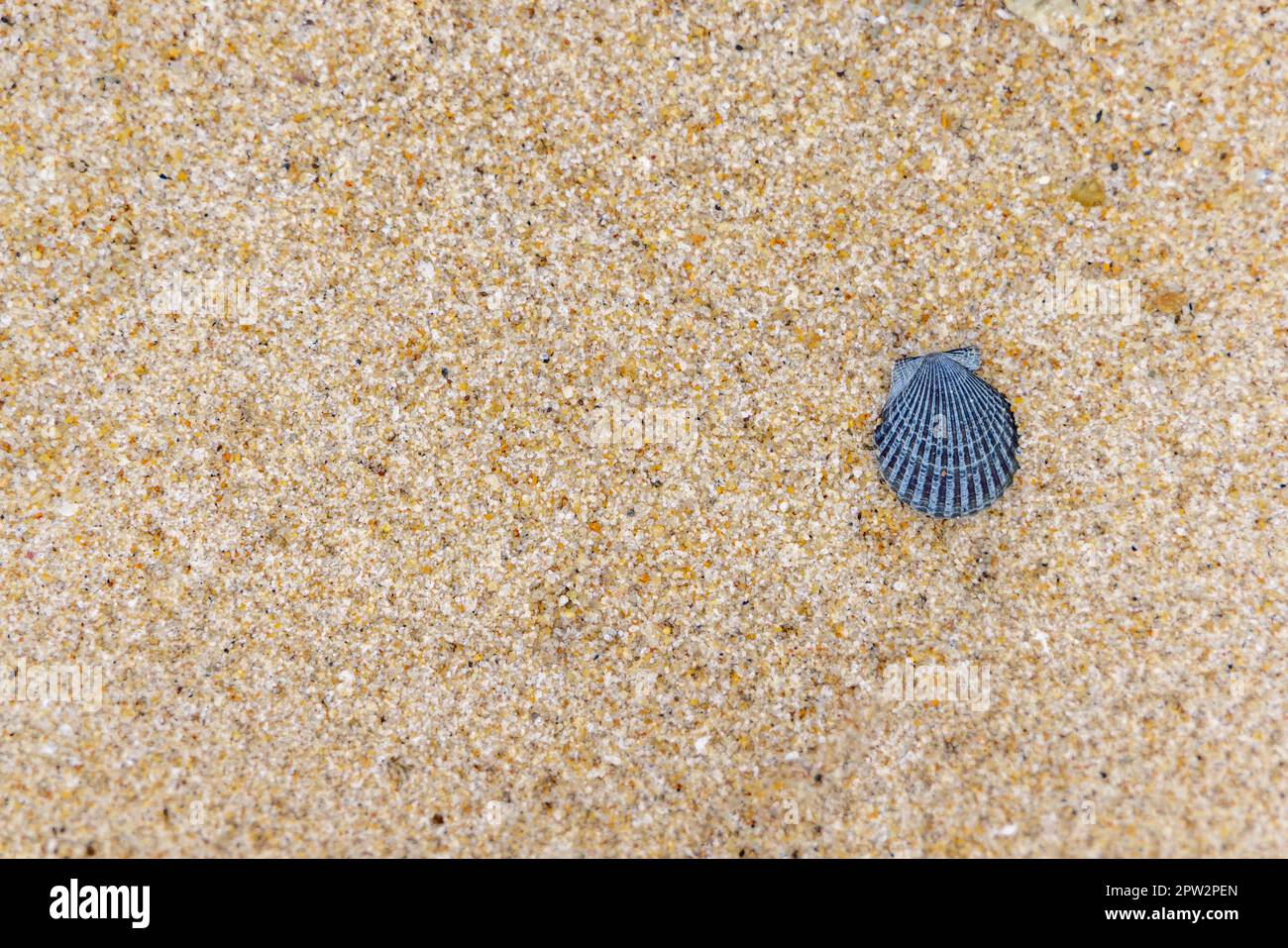 Ein detailliertes Bild einer einzelnen Hülle, die im Sand an einem Meeresstrand ruht Stockfoto