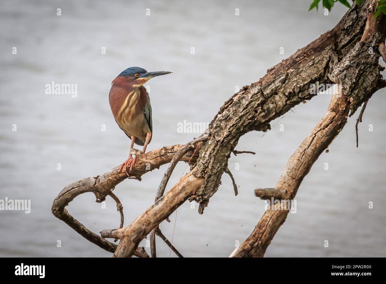 Ein grüner Reiher (Butorides virescens) in einem Baum in Oklahoma Stockfoto