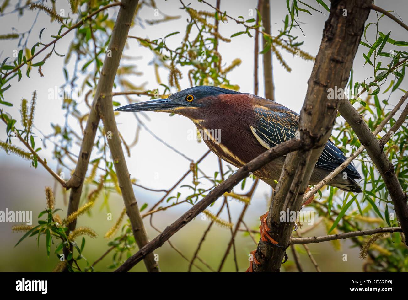 Ein grüner Reiher (Butorides virescens) in einem Baum in Oklahoma Stockfoto