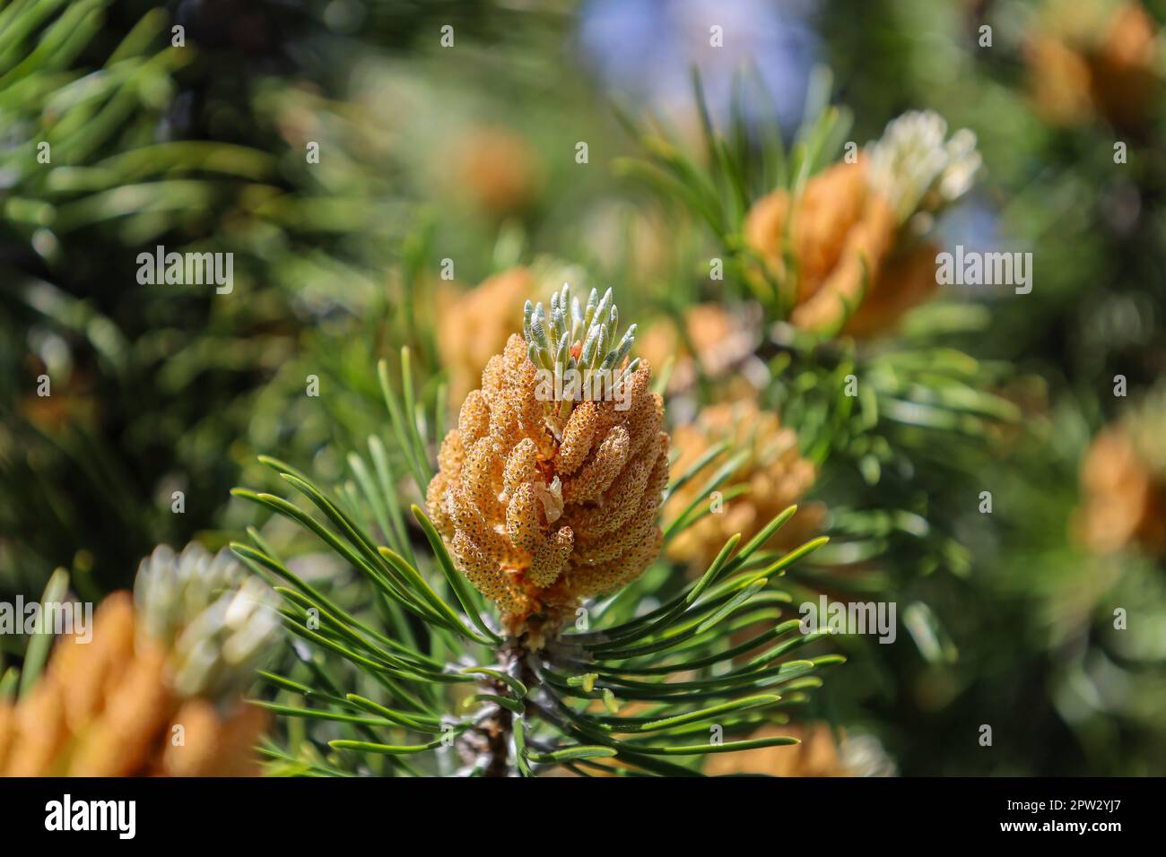 Blüte des Pinus mugo. Männliche Pollen, die Strobili produzieren. Neue Triebe im Frühjahr von Zwergkiefer. Koniferkegel. Gelber, pollenhaltiges Männchen Stockfoto