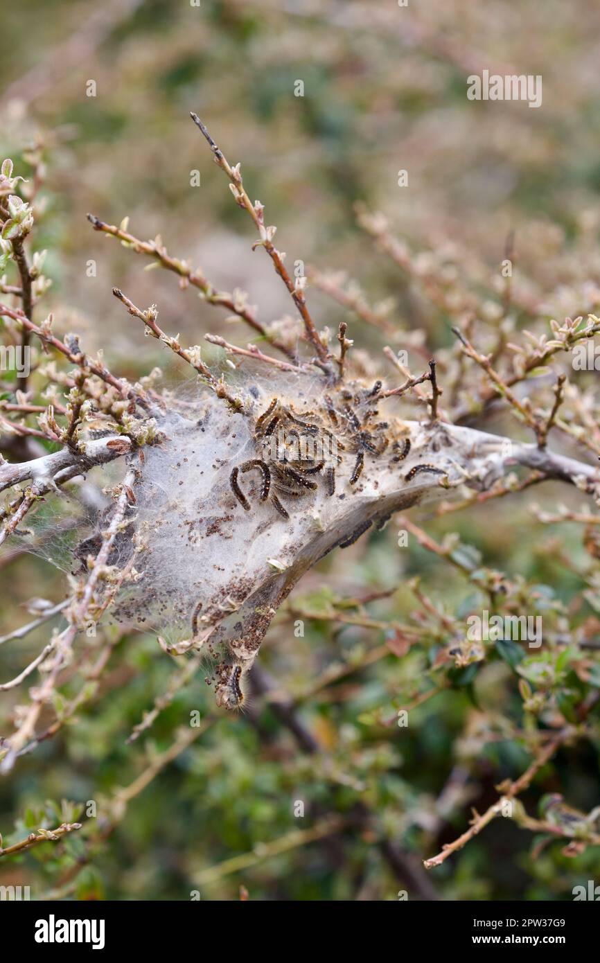 Uber einen Befall der Raupe der Braunschwanzmotte. Stockfoto