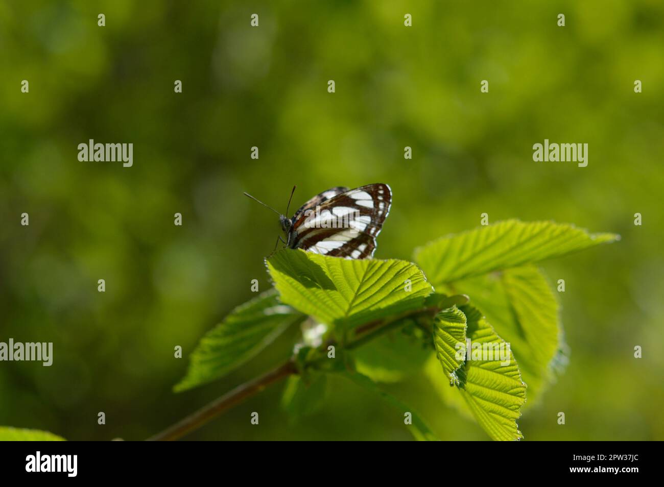 Gewöhnlicher Seemann, brauner und weißer Schmetterling auf grünem Blatt Makro Nahaufnahme. Stockfoto