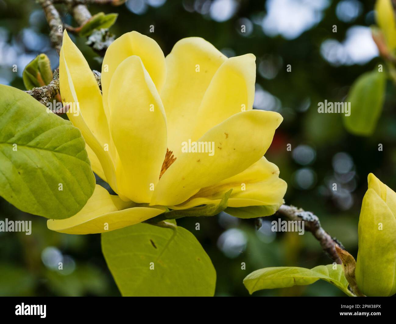 Gelbe Frühlingsblume des zähen Milchgartens, Magnolia „Lois“ Stockfoto