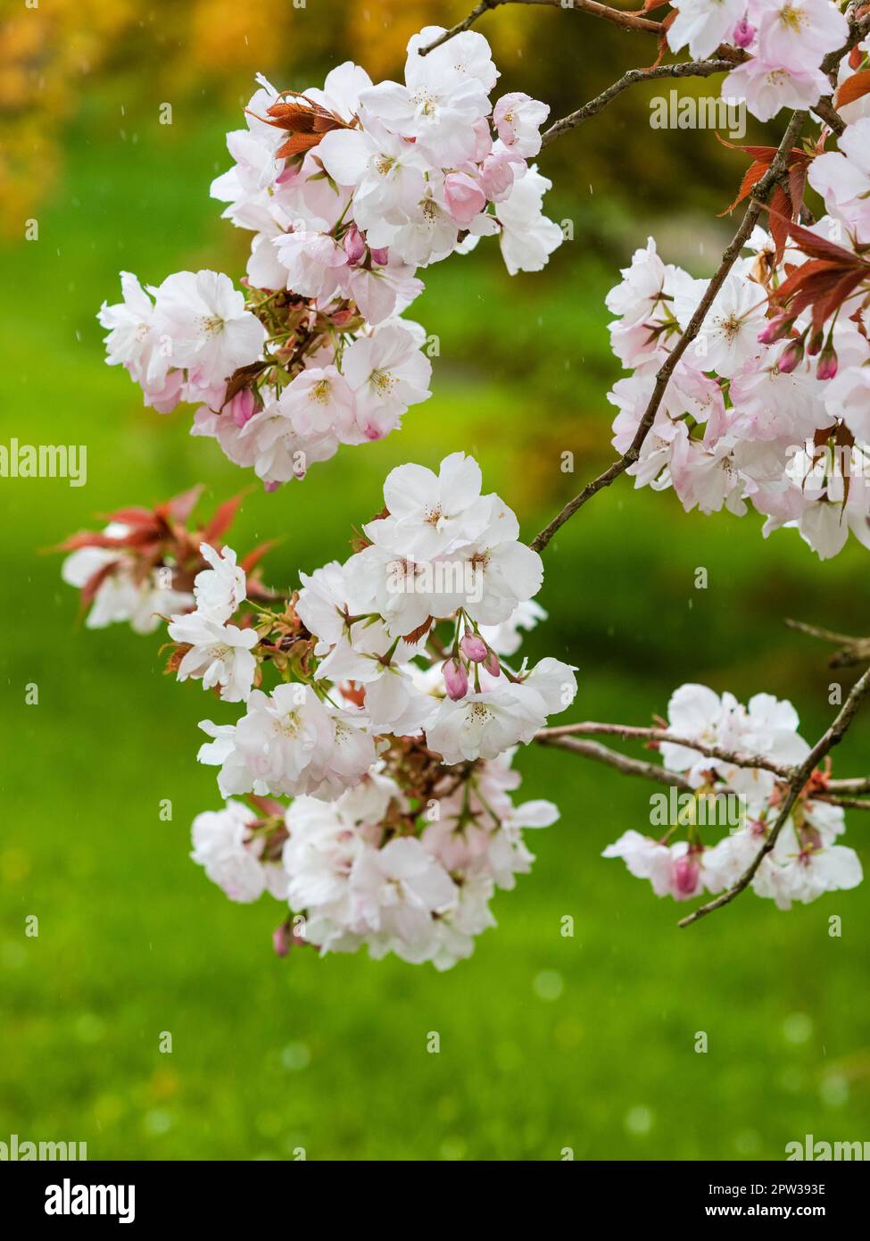 Weiße Frühlingsblüte der dekorativen Frühlingskirsche, Prunus „Accolade“ mit Regenstreifen von einer Aprildusche Stockfoto