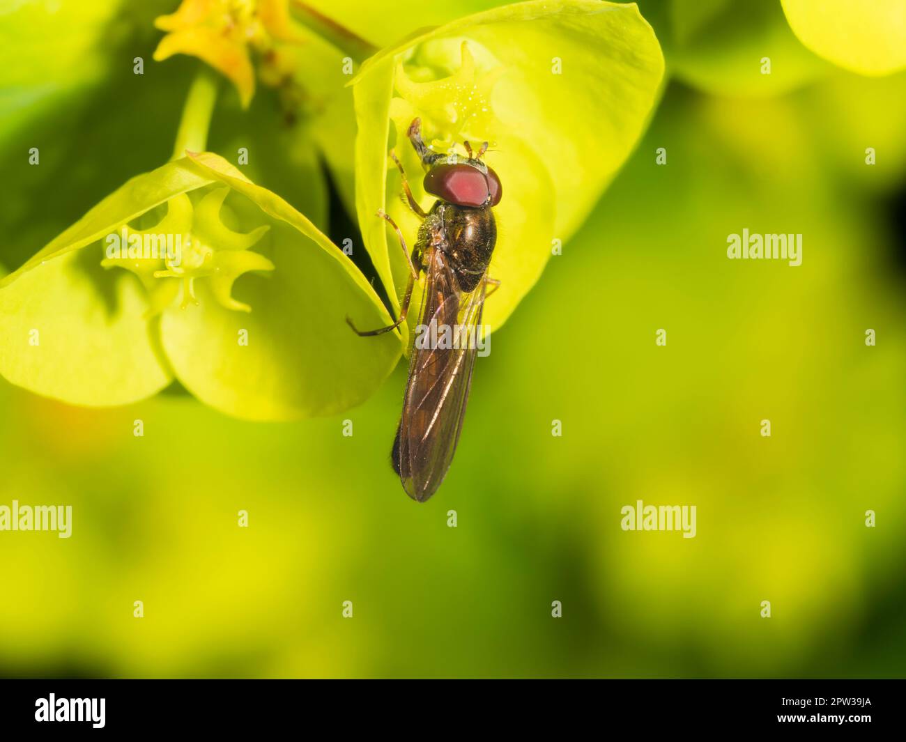 Männlicher Erwachsener des kleinen britischen Hoverfly, Melanostoma scalare, ernähren sich vom Nektar von Euphorbia amygdaloides „Purpurea“ Stockfoto