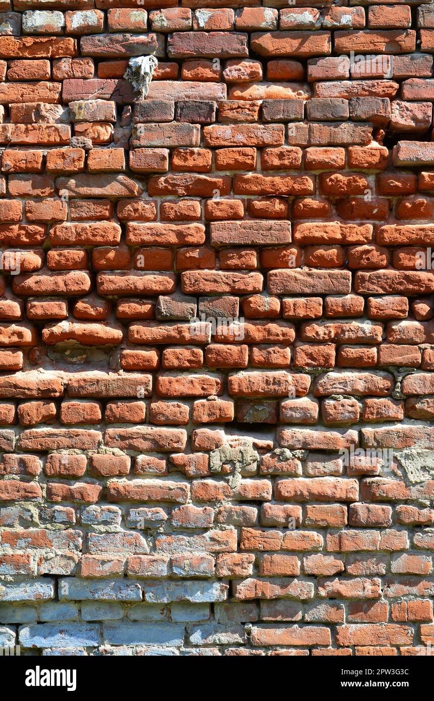 Die senkrechte Wand Textur aus mehreren Zeilen der sehr alten Mauerwerk aus rotem Backstein. Erschüttert und beschädigt Mauer mit geknickte Ecken Stockfoto