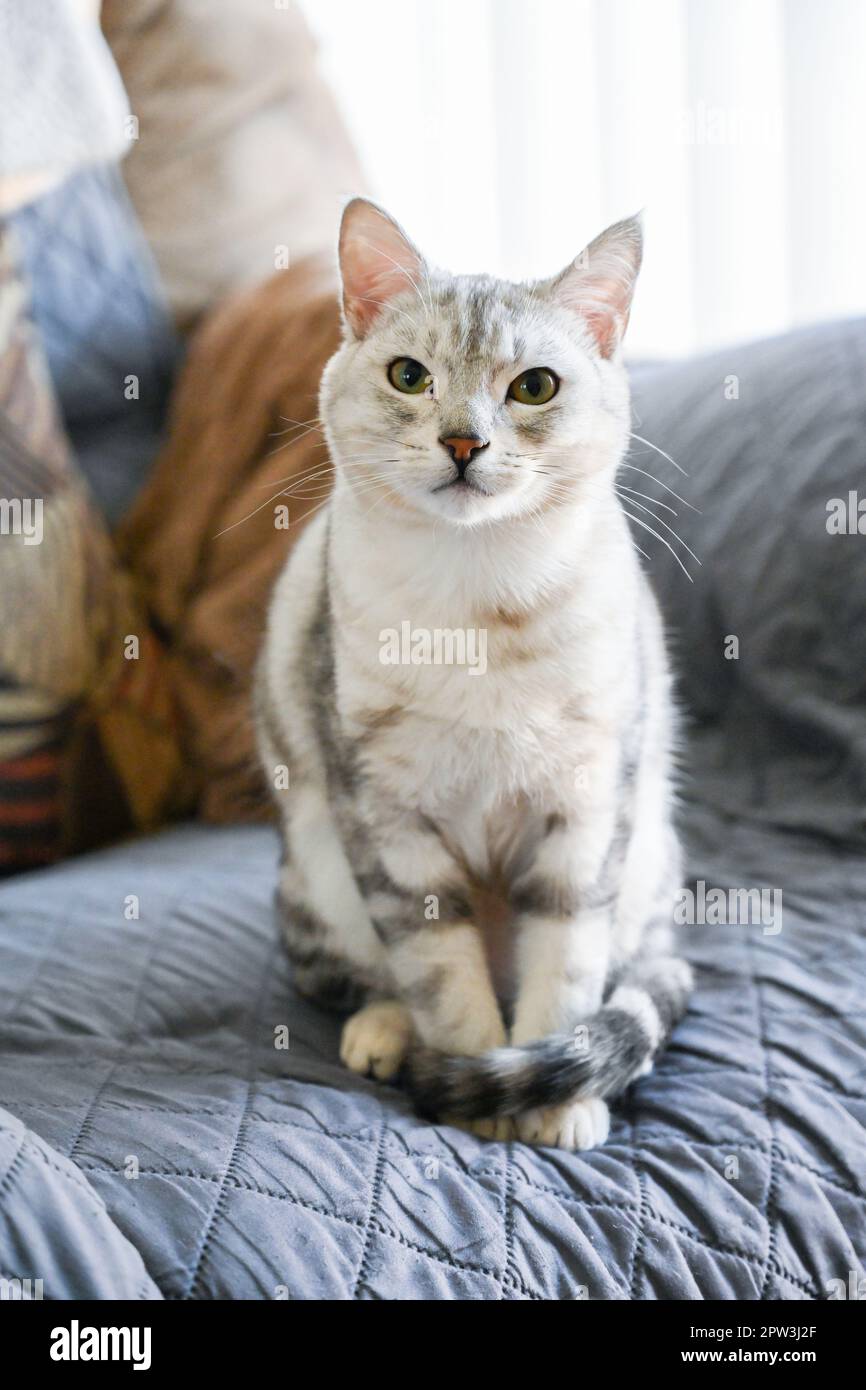 Die ägyptische Mau Haustierkatze sitzt bequem auf der Wohnzimmercouch mit liebevollen Augen. Stockfoto