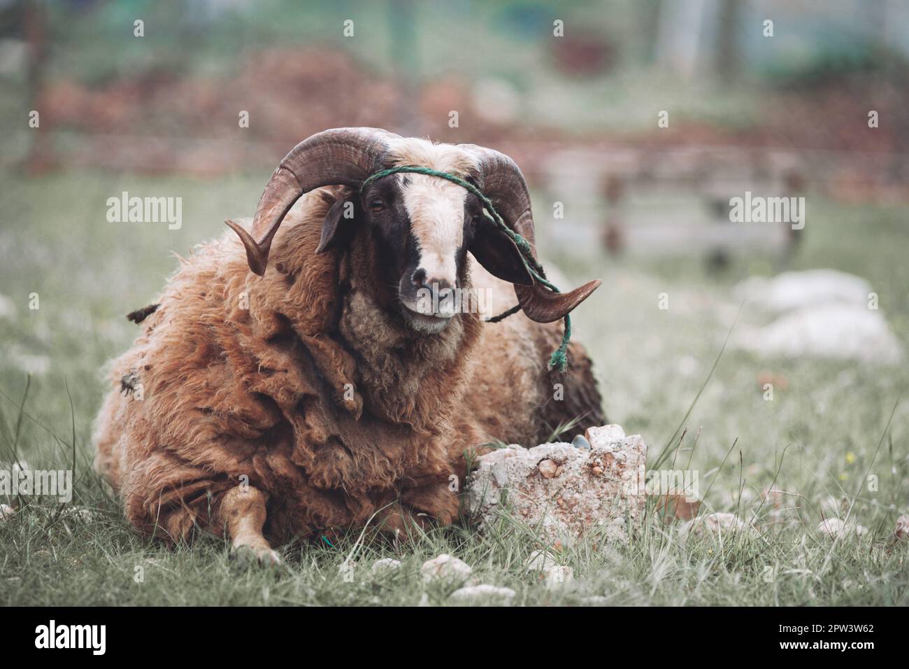 Ein erwachsener Bock mit gewellten Hörnern verdirbt auf der Weide Stockfoto