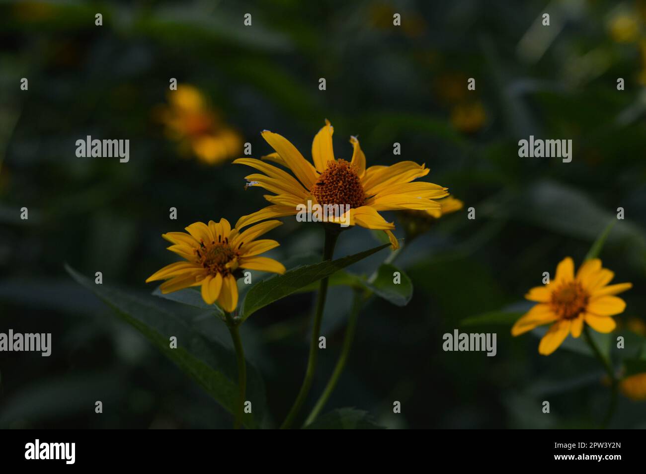 Glatte Ochsenauge, falsche Sonnenblume gelb floer im Garten, natürlicher Hintergrund Stockfoto