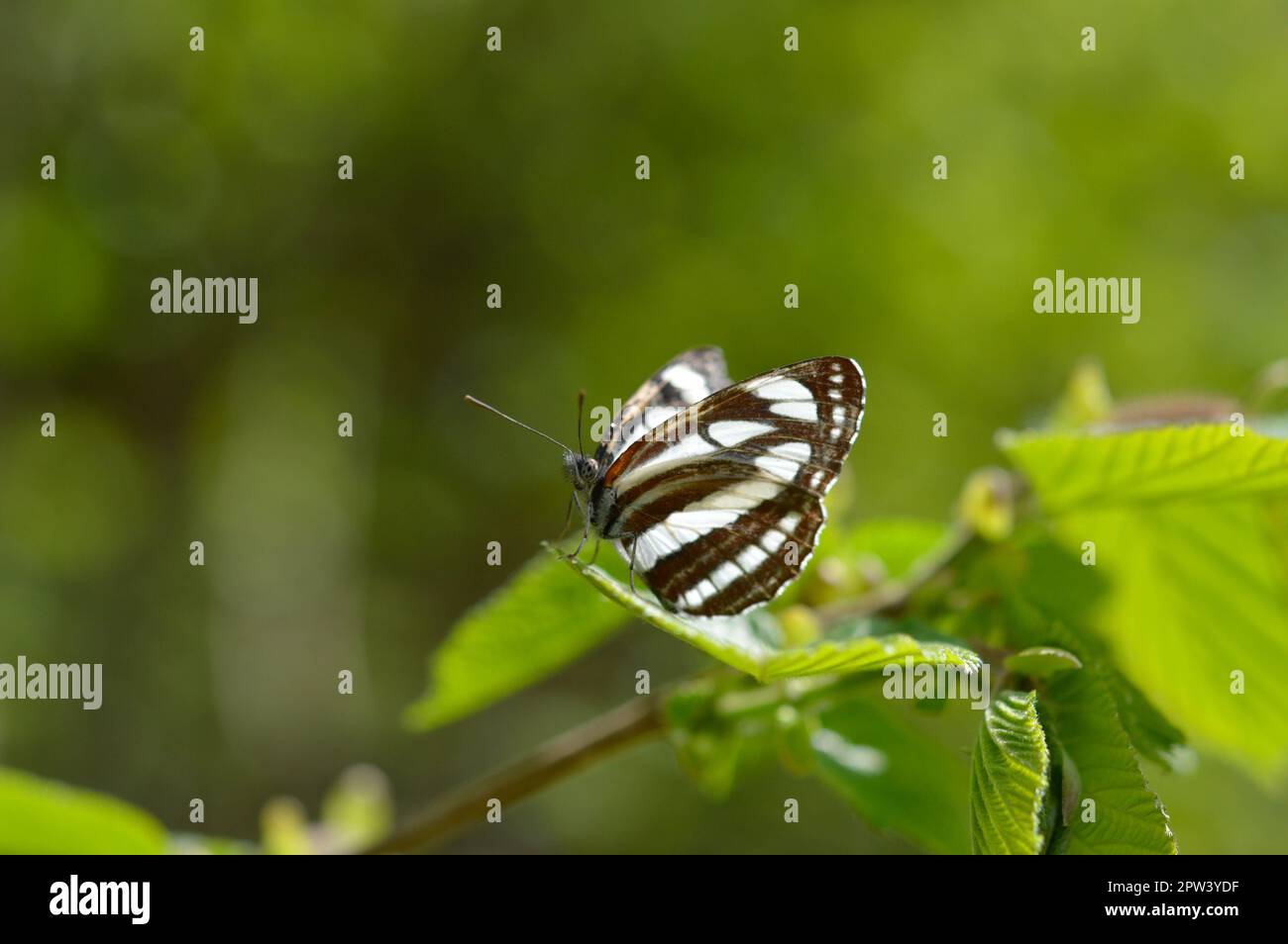 Gewöhnlicher Seemann, brauner und weißer Schmetterling auf grünem Blatt Makro Nahaufnahme. Stockfoto