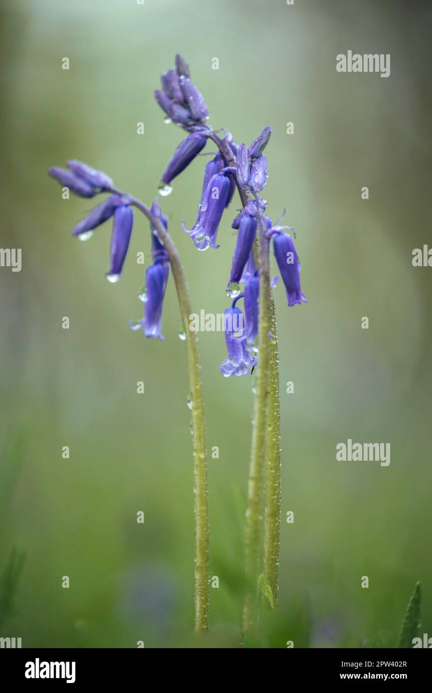 Bluebell Blumen - Nahaufnahmen Stockfoto