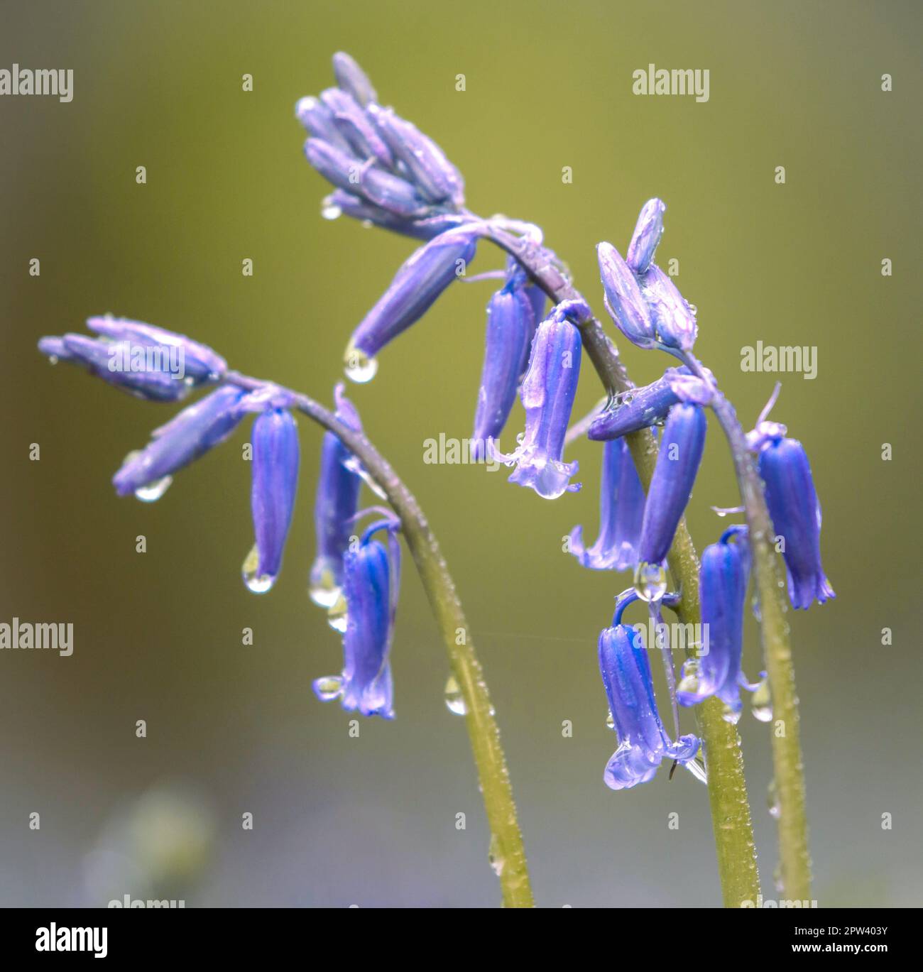 Bluebell Blumen - Nahaufnahmen Stockfoto