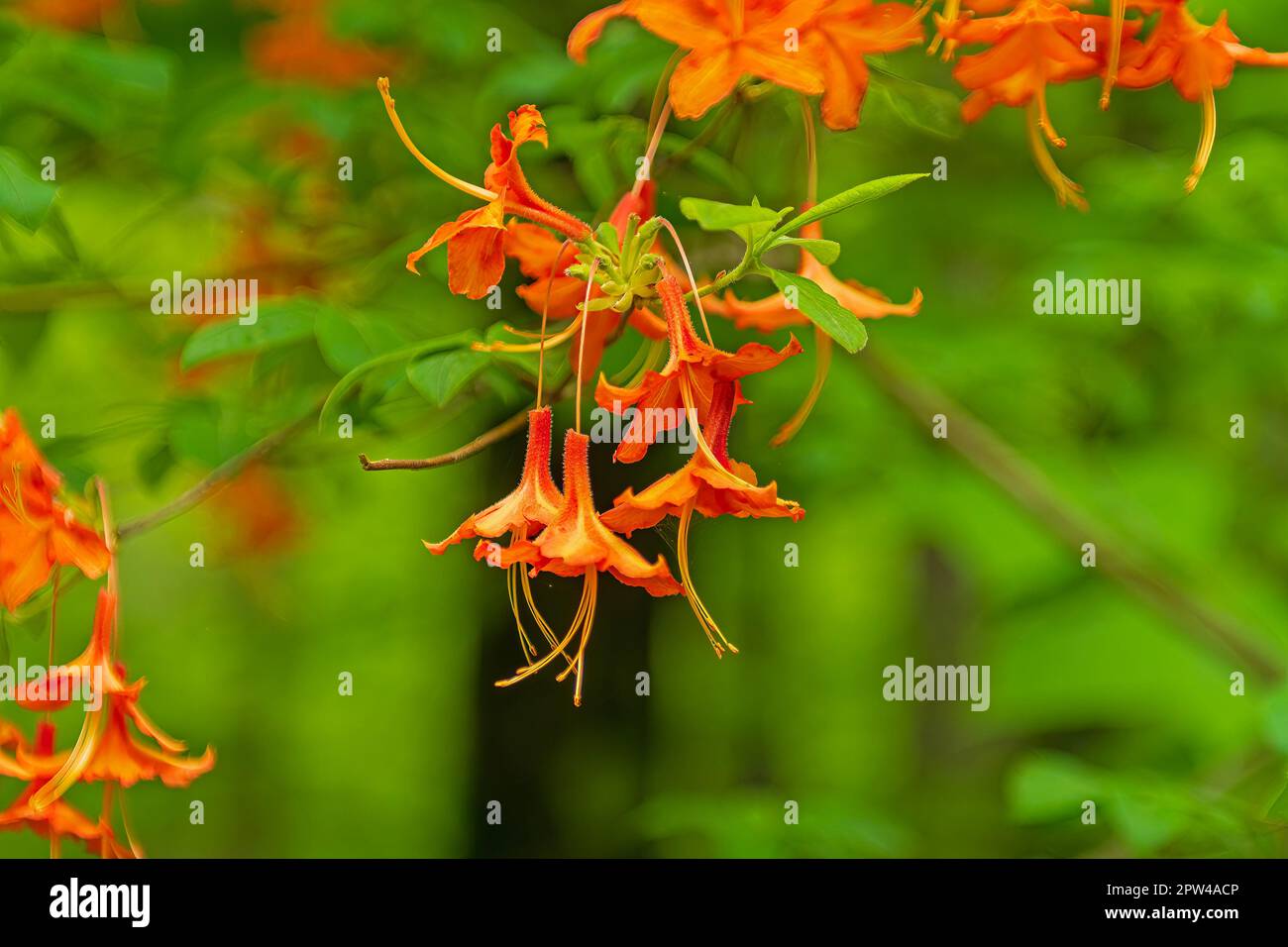 Flame Azalea im Frühling in den Bergen am Blue Ridge Parkway in North Carolina Stockfoto